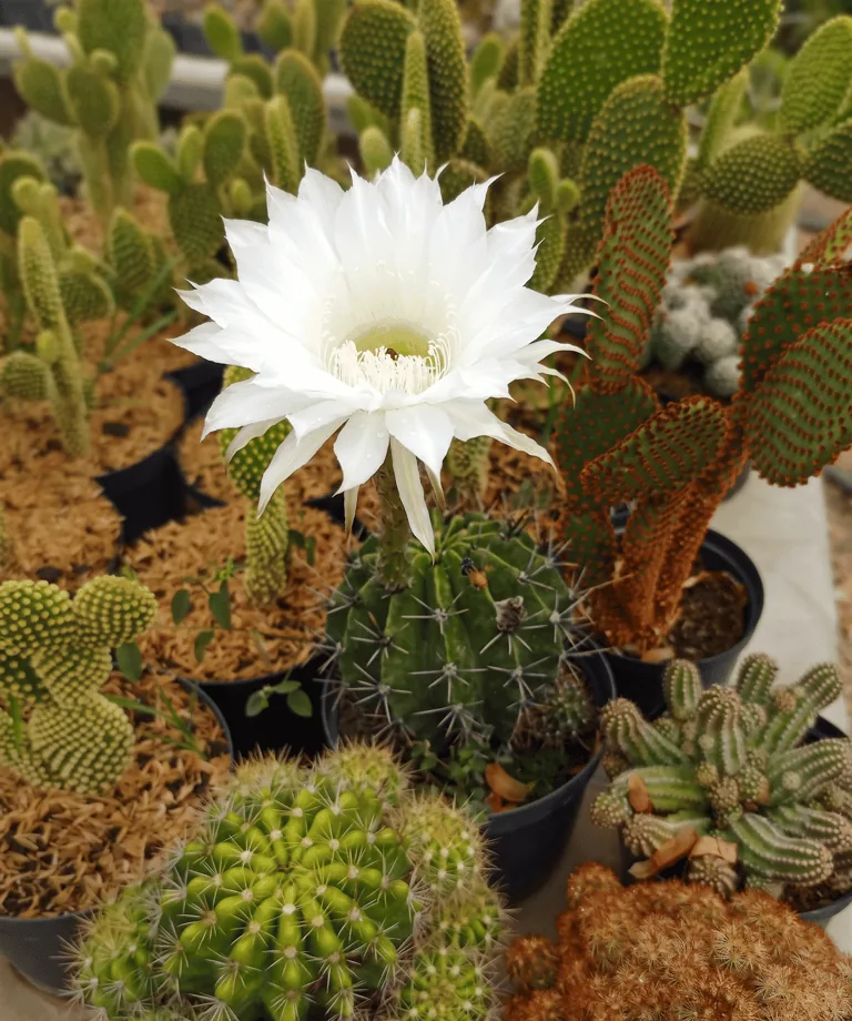 Cactus
