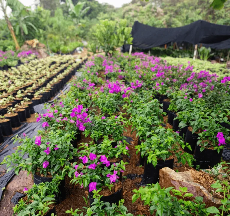 Veranera morada del catálogo de Plantaciones Tapasco